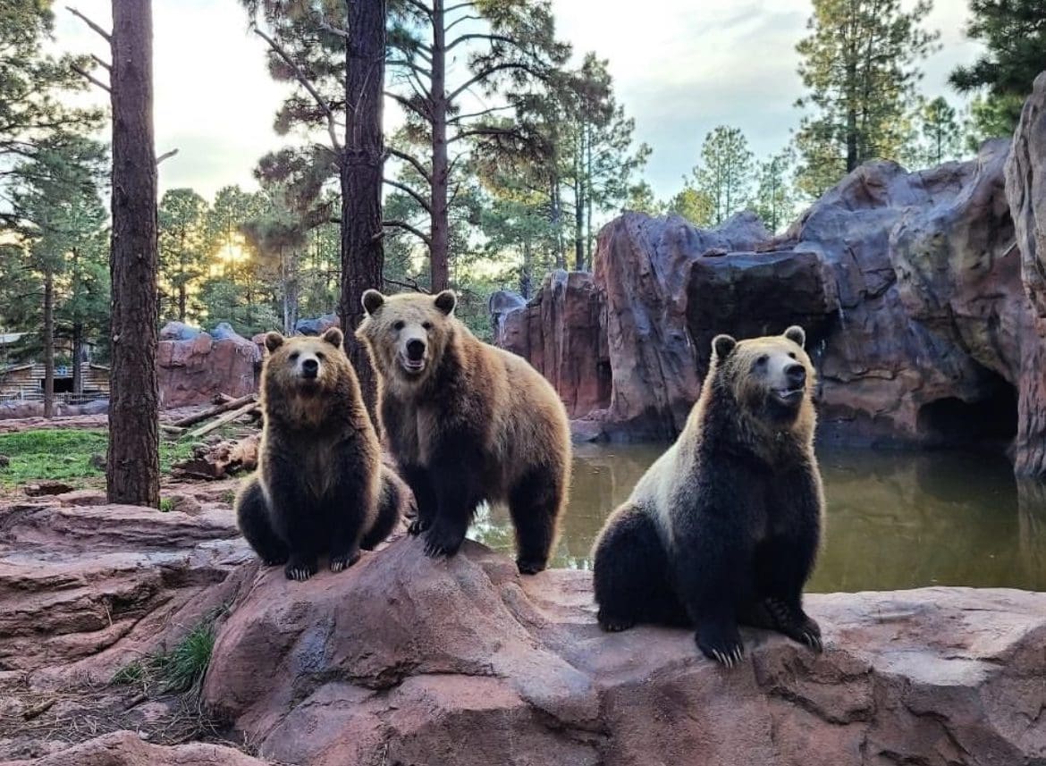 three bears in habitat