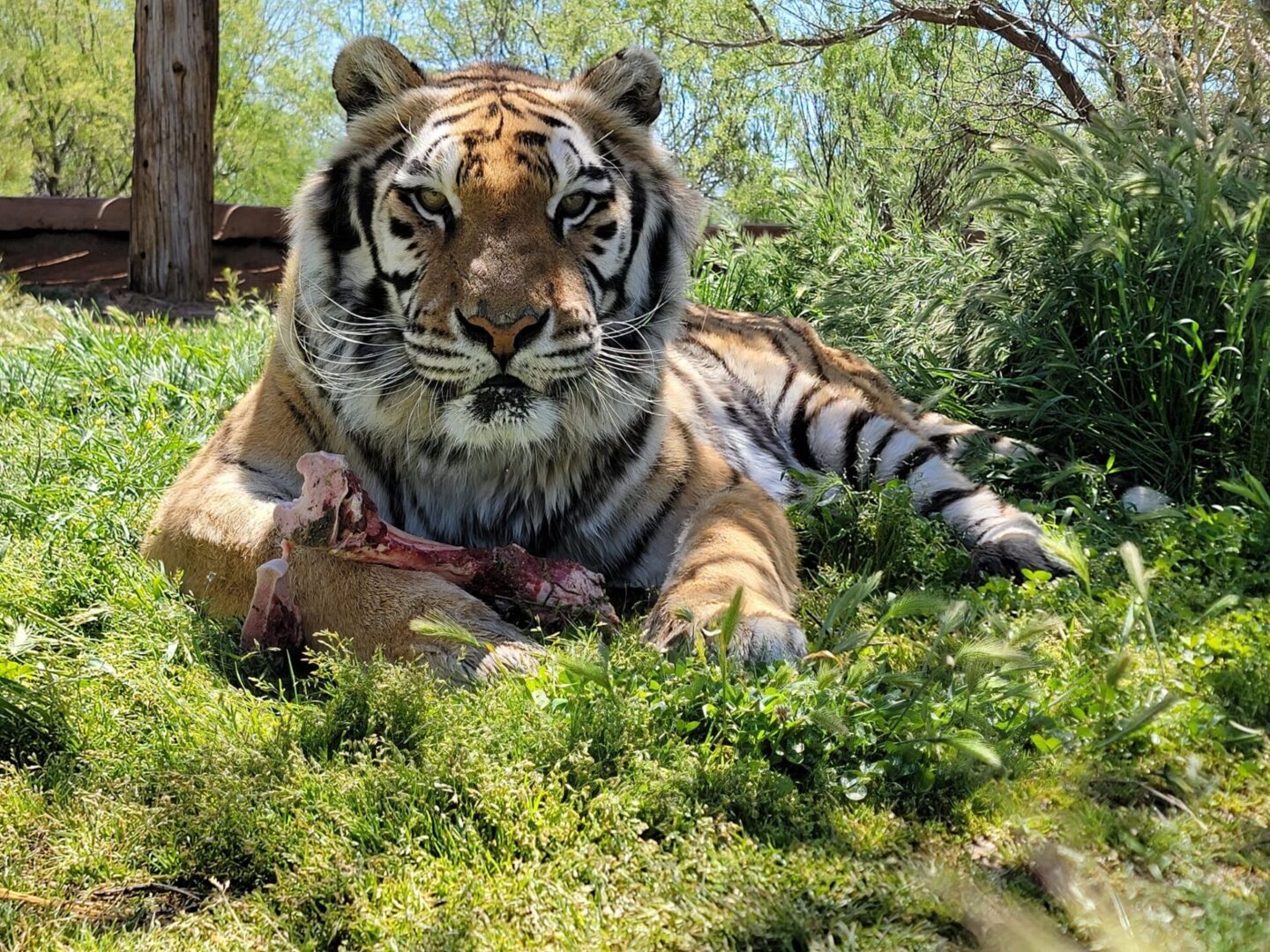 tiger sitting on grass